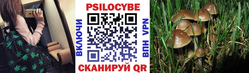 Псилоцибиновые грибы Psilocybe Фролово